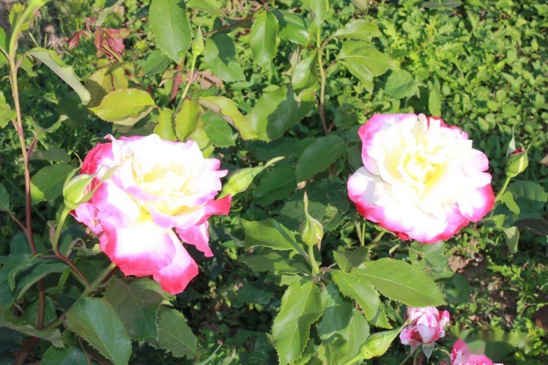 初夏若雨等花开，花开盛景待你赏