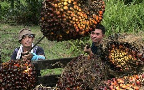 菜籽最新价格走势分析，市场动向与影响因素探讨