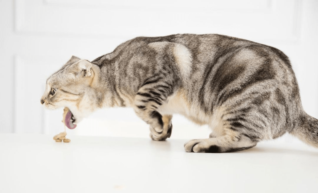 探索猫界新时尚，最新版猫咪的独特魅力